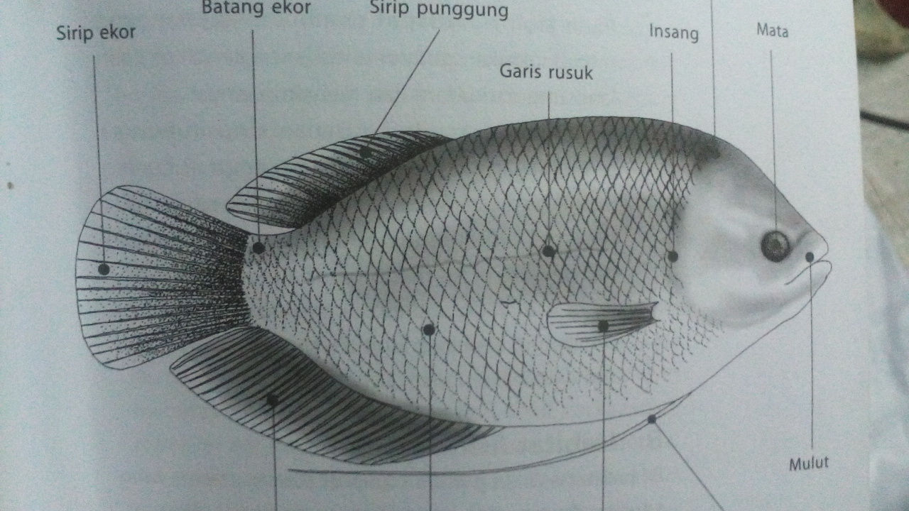 Klasifikasi Dan Morfologi Ikan Gurame Lengkap