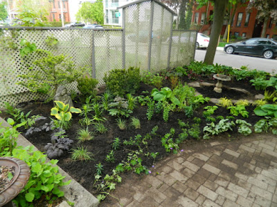 Summerhill Toronto New Front Shade Garden Makeover After by Paul Jung--a Toronto Organic Gardener