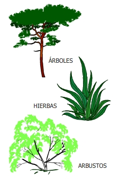 Los Elementos De Un Jardin Diferencias Entre Arboles Arbustos Y
