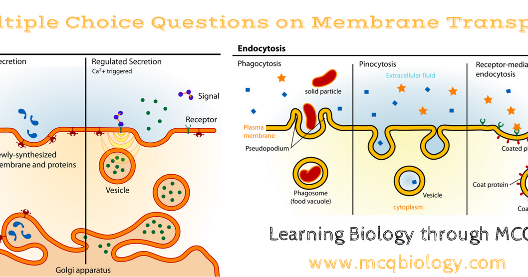 Multiple Choice Questions on Membrane Transport MCQ MCQ Biology