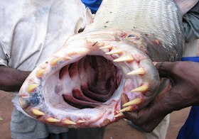 Tigerfish (Ikan Macan)