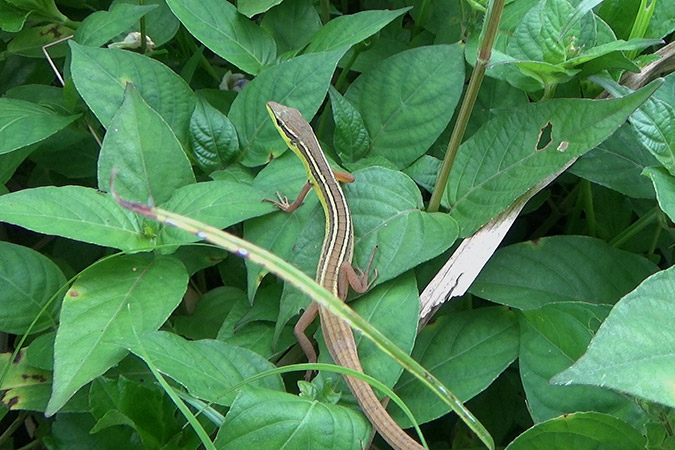 Dlium Long-tailed grass lizard (Takydromus sexlineatus)
