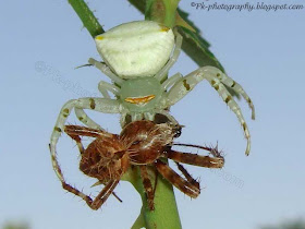 Crab Spider Picture