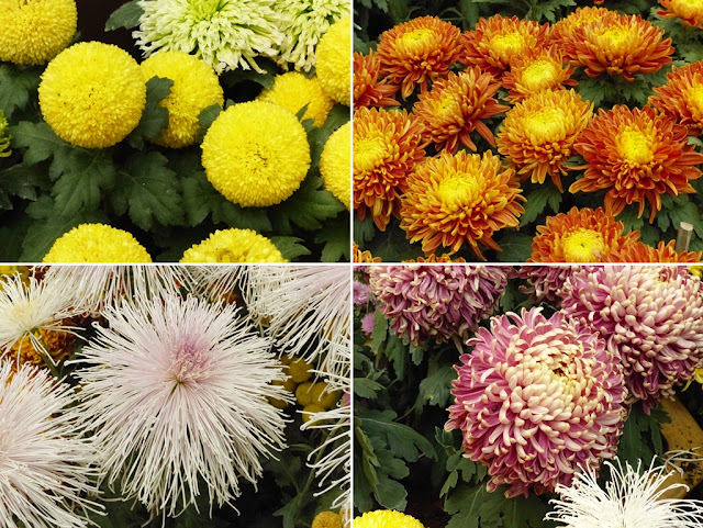 Varieties of chrysanthemums 