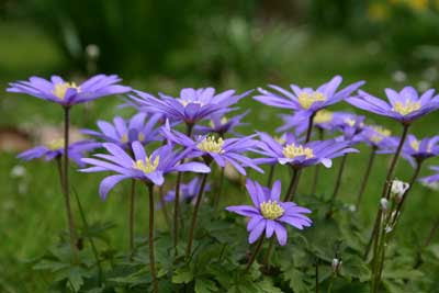 Anemone blanda - blue shades