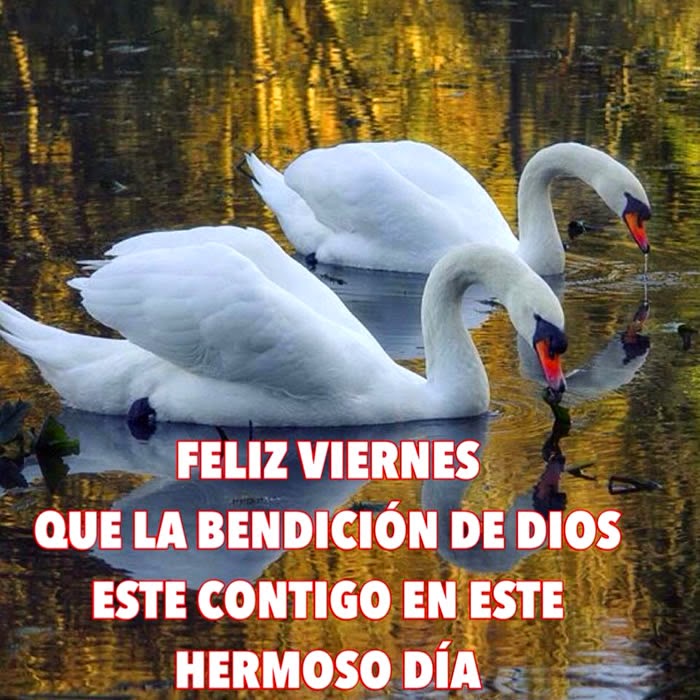 Feliz Viernes Dios te bendiga