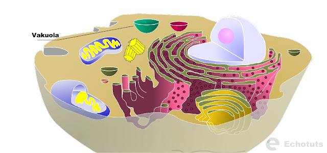 Pengertian dan Fungsi-fungsi dari Vakuola - echotuts