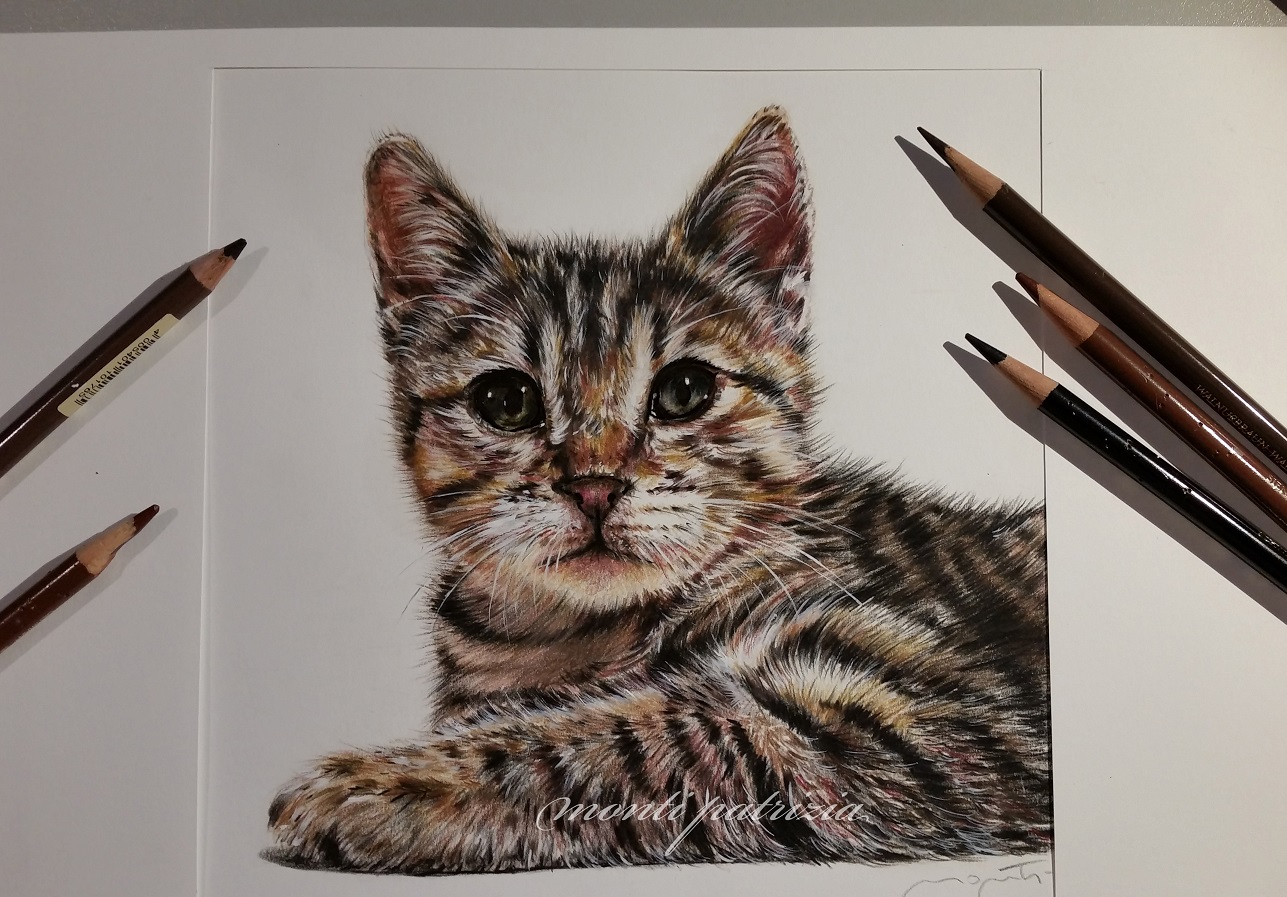 disegno a matite colorate - ritratto di gattino