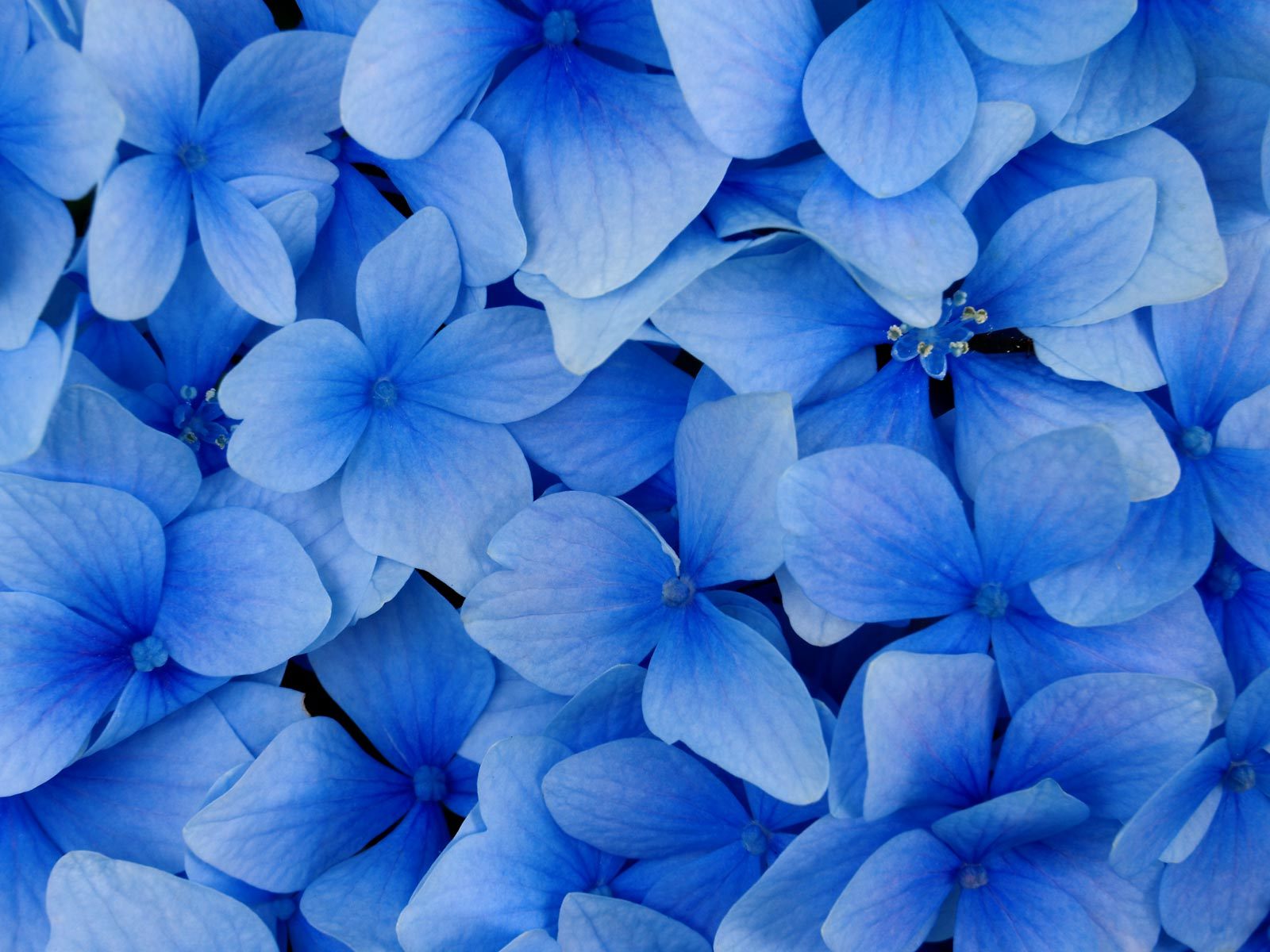 types of flowers hydrangea Blue Hydrangea Flowers | 1600 x 1200