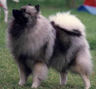 keeshond dog information pets puppy chien loup deutscher wolfsspitz german spitz