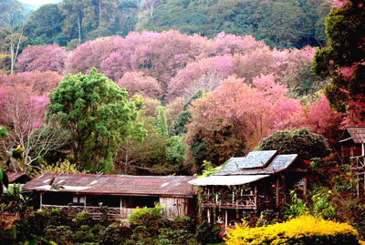 Doi Mae Salong 