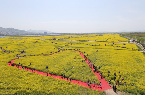 [220416] 대저생태공원 부산 낙동강 유채꽃 축제 (Busan Nakdong River Rape Flower Festival)