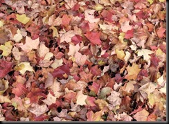 pile-of-leaves