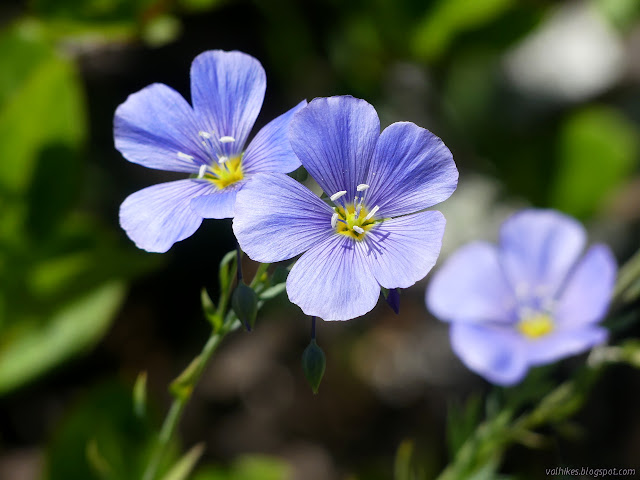 Linum lewisii