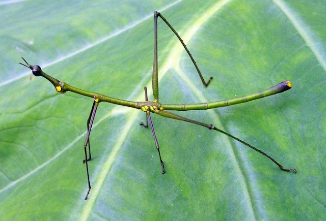 Jumping Stick Insect