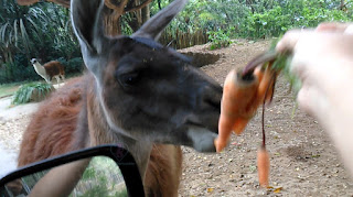 taman safari bogor, harga tiket masuk taman safari bogor, tiket masuk taman safari bogor