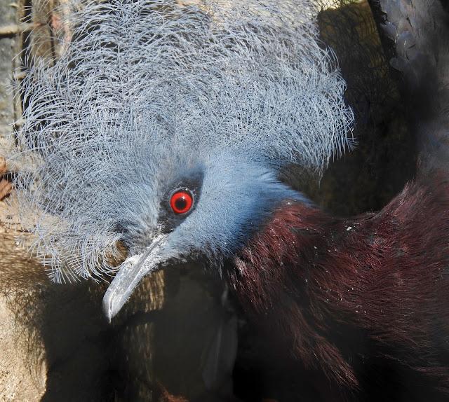 Southern Crowned-Pigeon