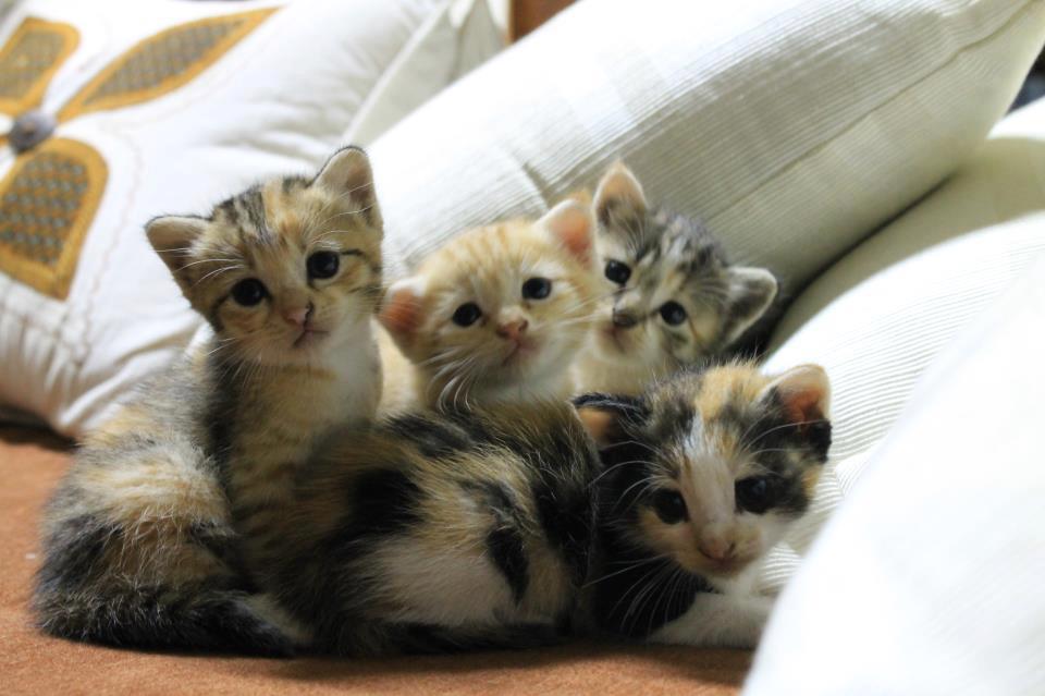 Wan Perlis: Gambar Kucing Comel