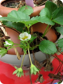 strawberryflower