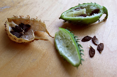 Achocha pods sliced to reveal black seeds