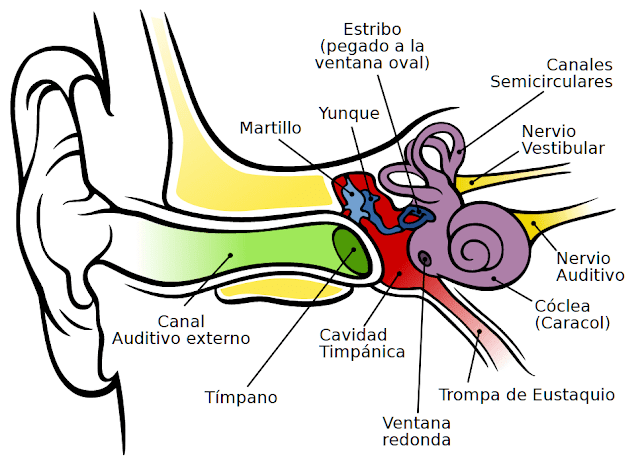 anatomia oido, otoscopia