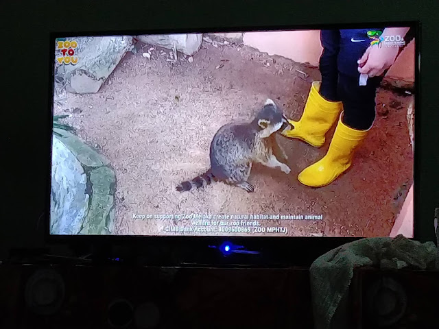 Lawatan ke Zoo Melaka percuma secara maya