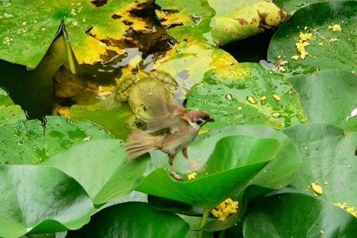 Bull Frog Vs Sparrow