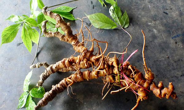 CỦ NHÂN SÂM VIỆT NAM (Sâm Ngọc Linh) - Panax vietnamensis - Nguyên liệu làm Thuốc Bổ, Thuốc Bồi Dưỡng