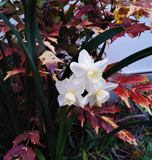 スイセンの花の画像