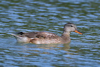 anade friso-anas strepera-aves-aves acuaticas-anade friso hembra