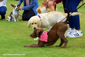 Chobham Show 2016