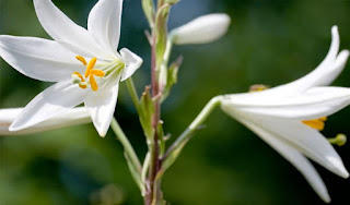 Tanaman Hias Lily Spider | Tukang taman jakarta murah