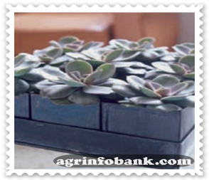 Perfect partners: agrinfobank.com