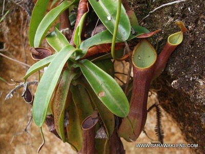 Nepenthes_reinwardtiana_1
