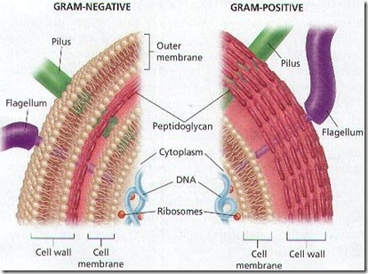 Gram