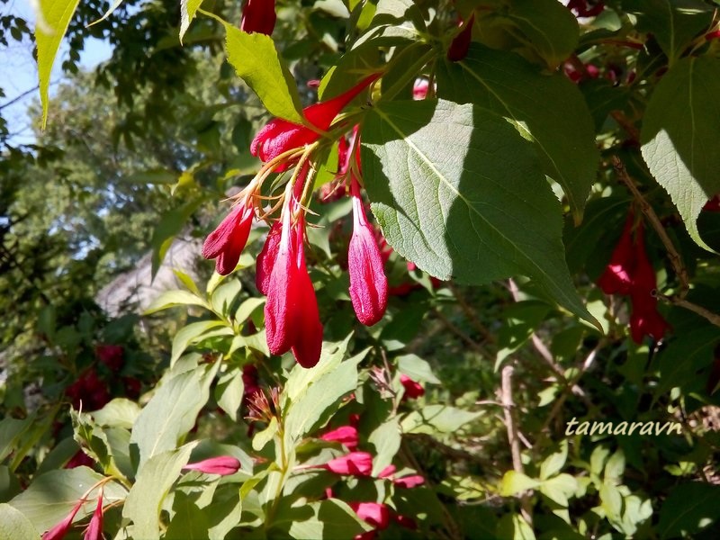 Вейгела 'Red Prince' (Weigela 'Red Prince')