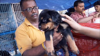 Top dog breeds in India & Is Galiff street pet market really provides the best breeds of dog in the cheapest price? The reality