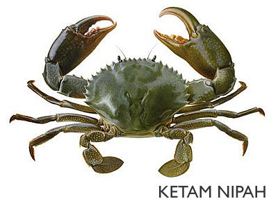 Forest Dweller: Khasiat Ketam Bunga