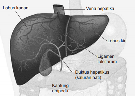 Fungsi Hati bagi Tubuh Manusia