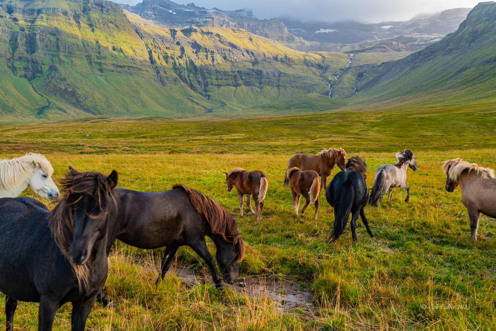 Iceland, Icelandic horses, valley, waterfall, breeds, mane, hair, beautiful, nature, wilderness, adventure