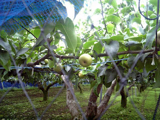 sand pear tree