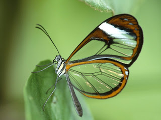 butterfly and leaf 1024x768 (1)