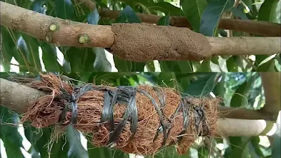 Bagaimana cara mencangkok tanaman mangga