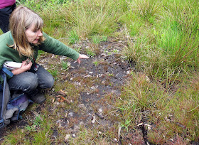 Judy John pointing out a sedge new to Keston Bog, Carex demissa, the common yellow sedge.  Keston Common grassland walk, led by Judy John.  15 June 2011.