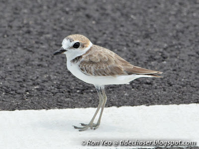 Malaysian Plover (Charadrius peronii)