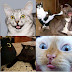 Animalgram #01: Os Gatos na Internet