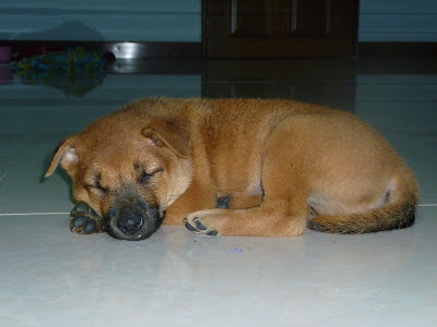 Thailändischer Strassenhund