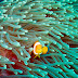 Anemone Fish