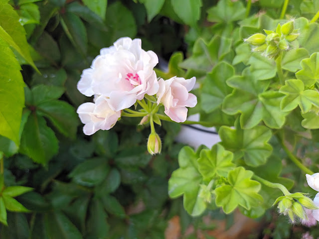 Gitanilla (Pelargonium peltatum ( L. ) L'Hér. ex Aiton).