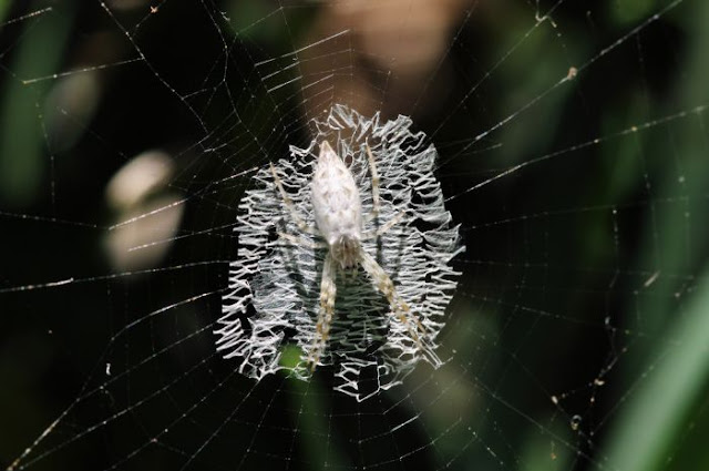 amazing and beautiful photos of spider webs, beautiful spider webs, amazing spider webs, spider web pictures